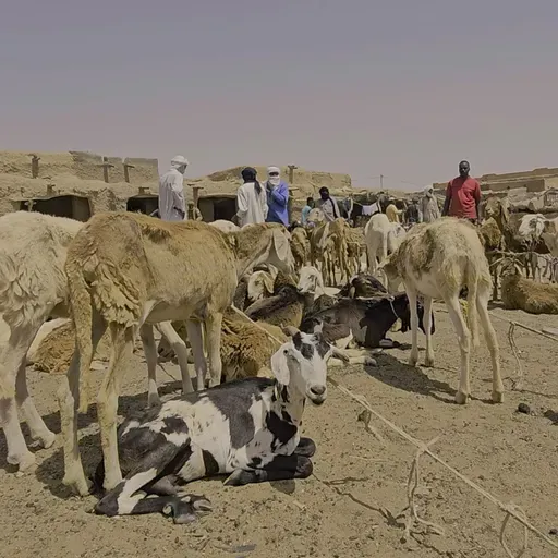 Interdiction d’exportation du bétail : les préoccupations des éleveurs au cœur des échanges