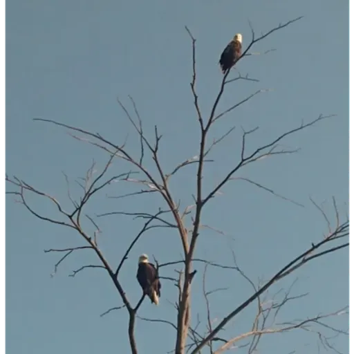 Vouchers and Services for Dyscalculia