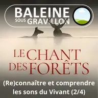 Le Chant des forêts 2/4 : (Re)connaître et comprendre les sons du Vivant (Marc Namblard)