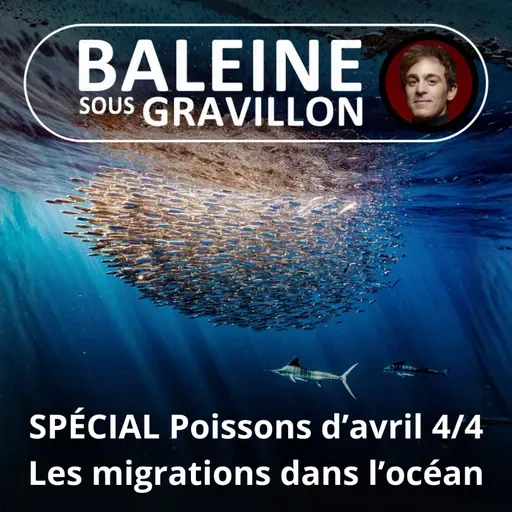 SPÉCIAL Poissons d'avril 4/4 : Les migrations sous-marines (Bill François)