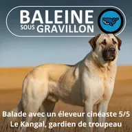 S07E09 Balade avec un éleveur-cinéaste 5/5 : Le vrai chef du troupeau (Rémi Dupouy)