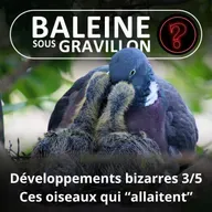 S07E128 Vous avez dit bizarre ? Développement 3/5 : Pigeon, Flamant, Manchot, des oiseaux qui "allaitent"