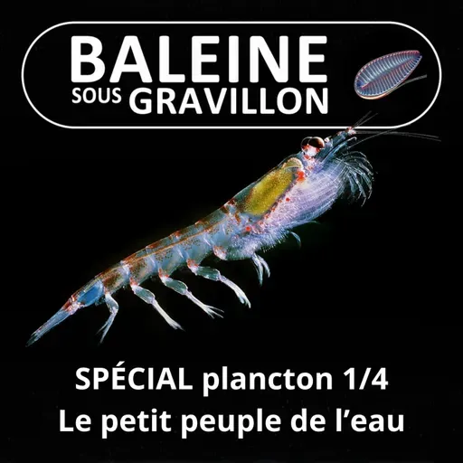SPÉCIAL PLANCTON 1/4 : Le "petit peuple de l'eau", inconnu mais essentiel (Pierre Mollo)