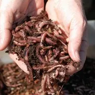 Grow Better Soil (and Plants) with Worm Castings