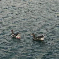 ١٧٩| مستقلّة عاطفياً❤️‍🩹