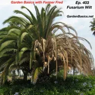 403 Battling Fusarium Wilt
