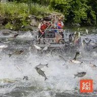 Can A Billion-Dollar Barricade Keep Carp Out Of The Great Lakes?