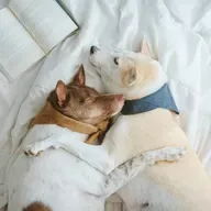 Who counts as a significant other?