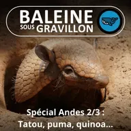 SPÉCIAL ANDES 2/3 : Tatou, Puma, Quinoa... (Ma vie au Chili)