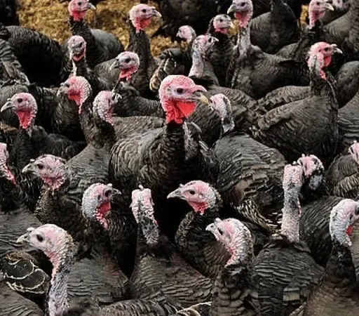 Tús Áite: Fliú na nÉan