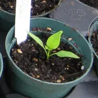 January is Seed Starting Time For Many Vegetables (Resending)