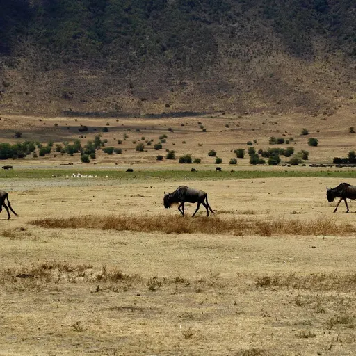 Hifadhi ya Ngorongoro: Ambapo uhifadhi, utamaduni na utalii vinakutana kwa mustakabali endelevu