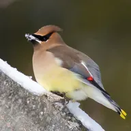 Why Birds Eat Snow