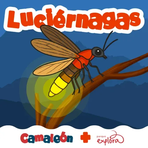 Luciérnagas: El lenguaje de la noche