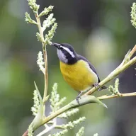 Bananaquits Love Sweets