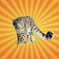 La panthère des neiges : le fantôme des sommets de l’Himalaya