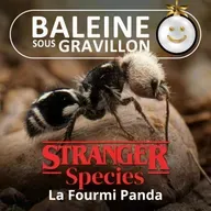 STRANGER SPECIES 3/12 : La Fourmi Panda