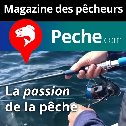 Le chevesne un poisson abondant, à rechercher pour s'amuser