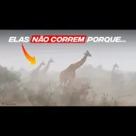 POR QUE CORRER DA CHUVA PODE MATAR UMA GIRAFA ADULTA?