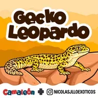Gecko Leopardo: el reptil terrestre que sí puede parpadear