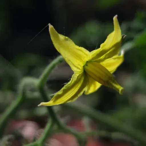 Prune Off Tomato Flowers?