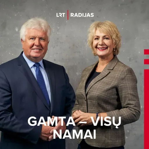 Viržynai tokie ryškūs, tarsi gamta pasitiesė purpurinį kilimą