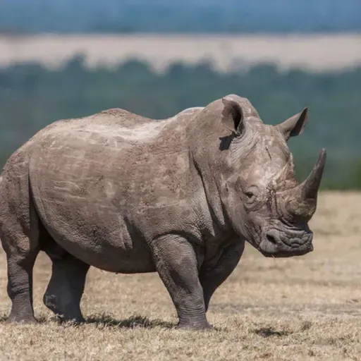 🐘🦏 兒童科普｜i動物進行式：動物家族誰的皮最硬？答案是——犀牛！