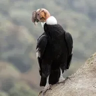 Andean Condors Sail the Wind
