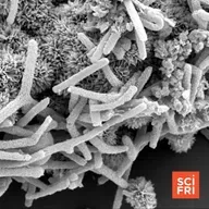 1127: The Humble Microbe Could Help Us Understand Life Itself