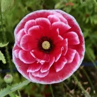 丁立梅 ：虞美人