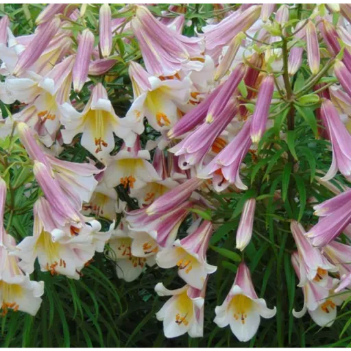 The Goldilocks Issue and Dyscalculia