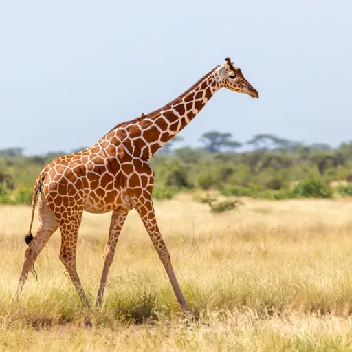 Long Necks and Tall Tales: Why Samotherium Isn’t Missing Link