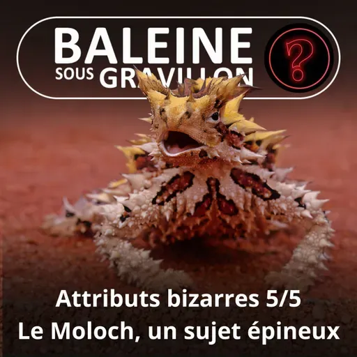 S07E96 Vous avez dit bizarre ? Attributs 5/5 : Le Moloch, un sujet... épineux