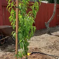 How to Plant a Fruit Tree