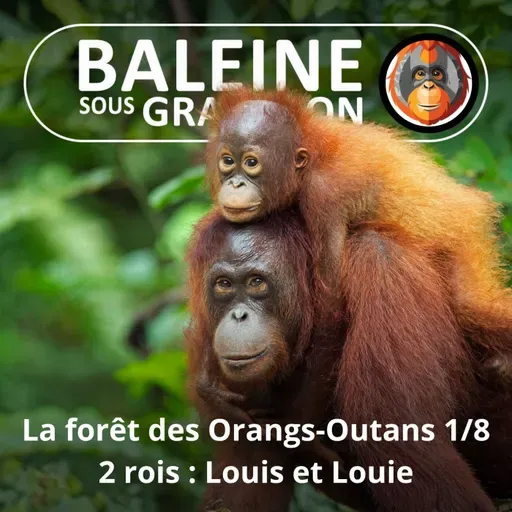 S07E113 Les Orangs-Outans 1/8 : Les deux rois, Louis et Louie (Emmanuelle Grundmann)