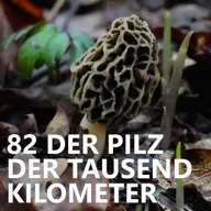 #82 Der Pilz der tausend Kilometer