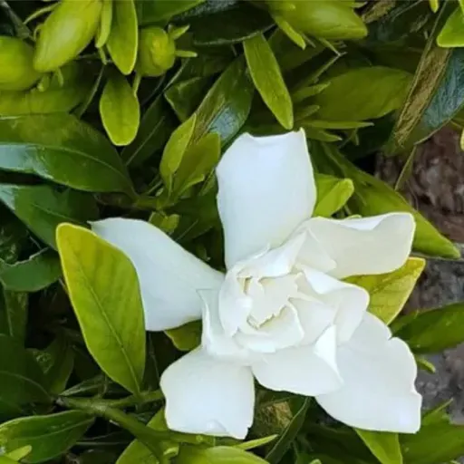 JAZMÍN DEL CABO la flor de la Navidad - Dr. Bernardo Ferrando - BUENVIVIR
