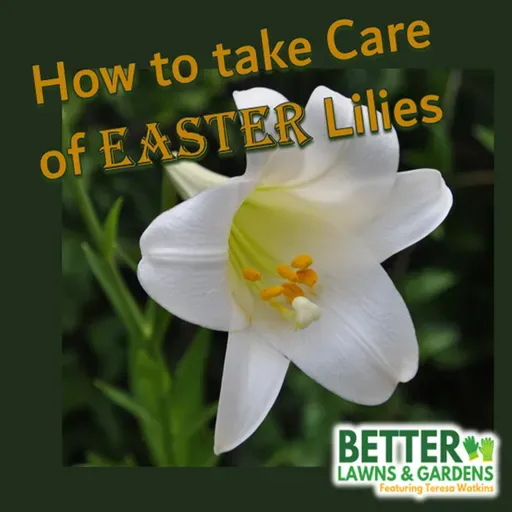 S2 Ep440: Better Lawns and Gardens - Hour 1 How to Take Care of and Grow Easter Lilies April 5, 2026