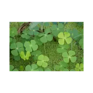 USA versus Samuel Bankman-Fried a/k/a SBF - argument on appeal on reversal of criminal conviction, with notes