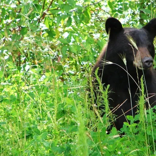 Federal grant for Milwaukee lead screening, ‘Migrant Midwest’ book, Black bears