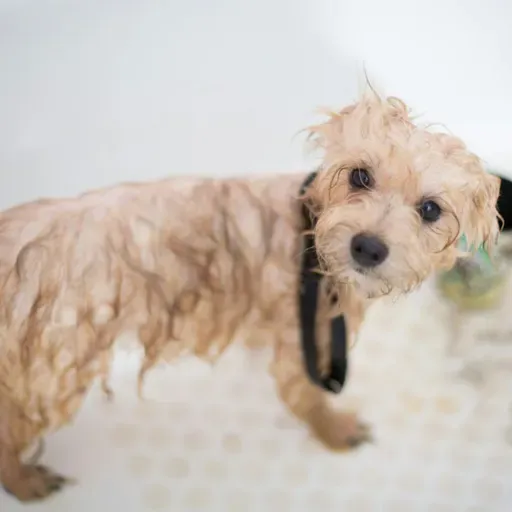 No clima de frio: dicas para dar o banho do seu pet em casa!