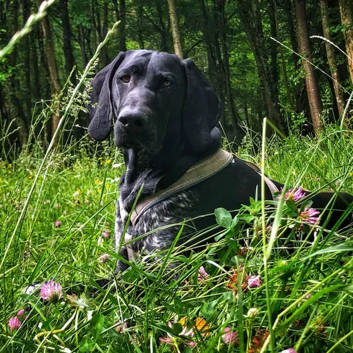 💫 ... nadomestni psi in mucki 🐶 🐈