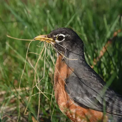 Robins Nest On Moving Solar Arrays