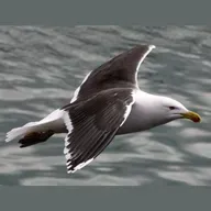 Great Black-backed Gull