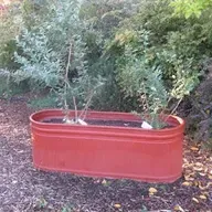 All About Blueberries