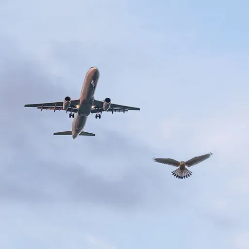 Wird ein Flugzeug schwerer, wenn ein Vogel darin fliegt?