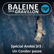 SPÉCIAL ANDES 3/3 : Un Ange, puis un Condor des Andes passe... (Ma vie au Chili)