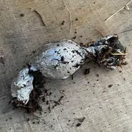 835. "Cooking" a Wrapped Egg in a Compost Pile