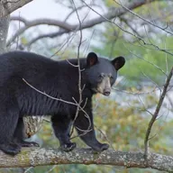 220: Missouri 2025 Bear season