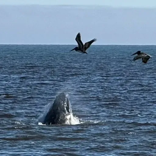 507: Turn Our Data Into Predators